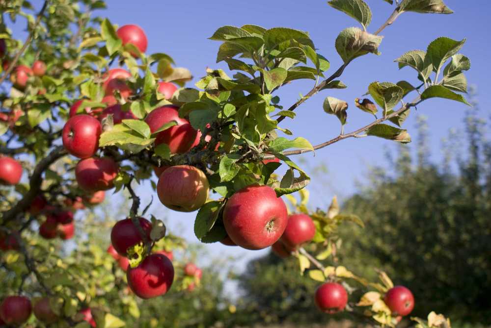 A close up shot of a branch full of red apples at Big B’s Delicious Orchards.