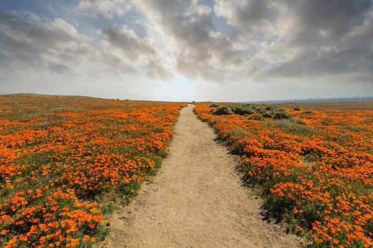 A dirt path cuts down the center of a field of orange wildflowers