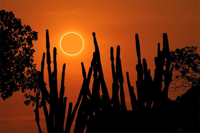 Solar eclipse behind cacti