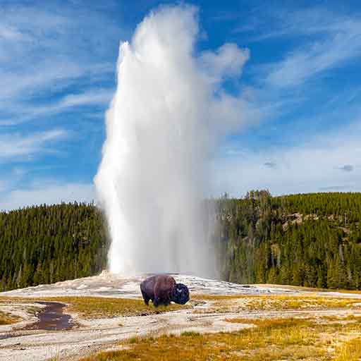 A geyser erupts at Yellowstone National Park, white spray shoots into the air above a bison