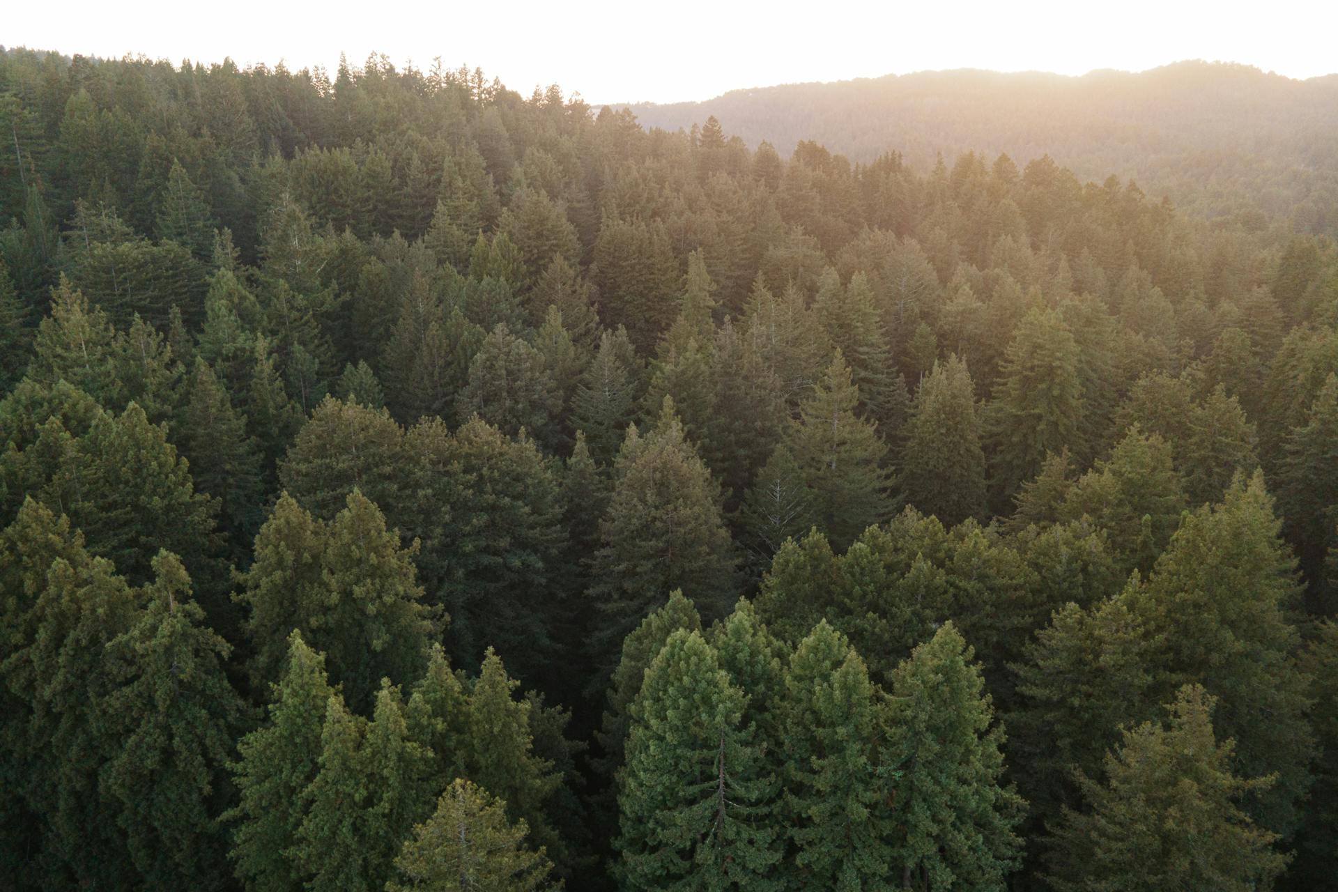 13 Things to Do: Santa Cruz Redwoods and Coast