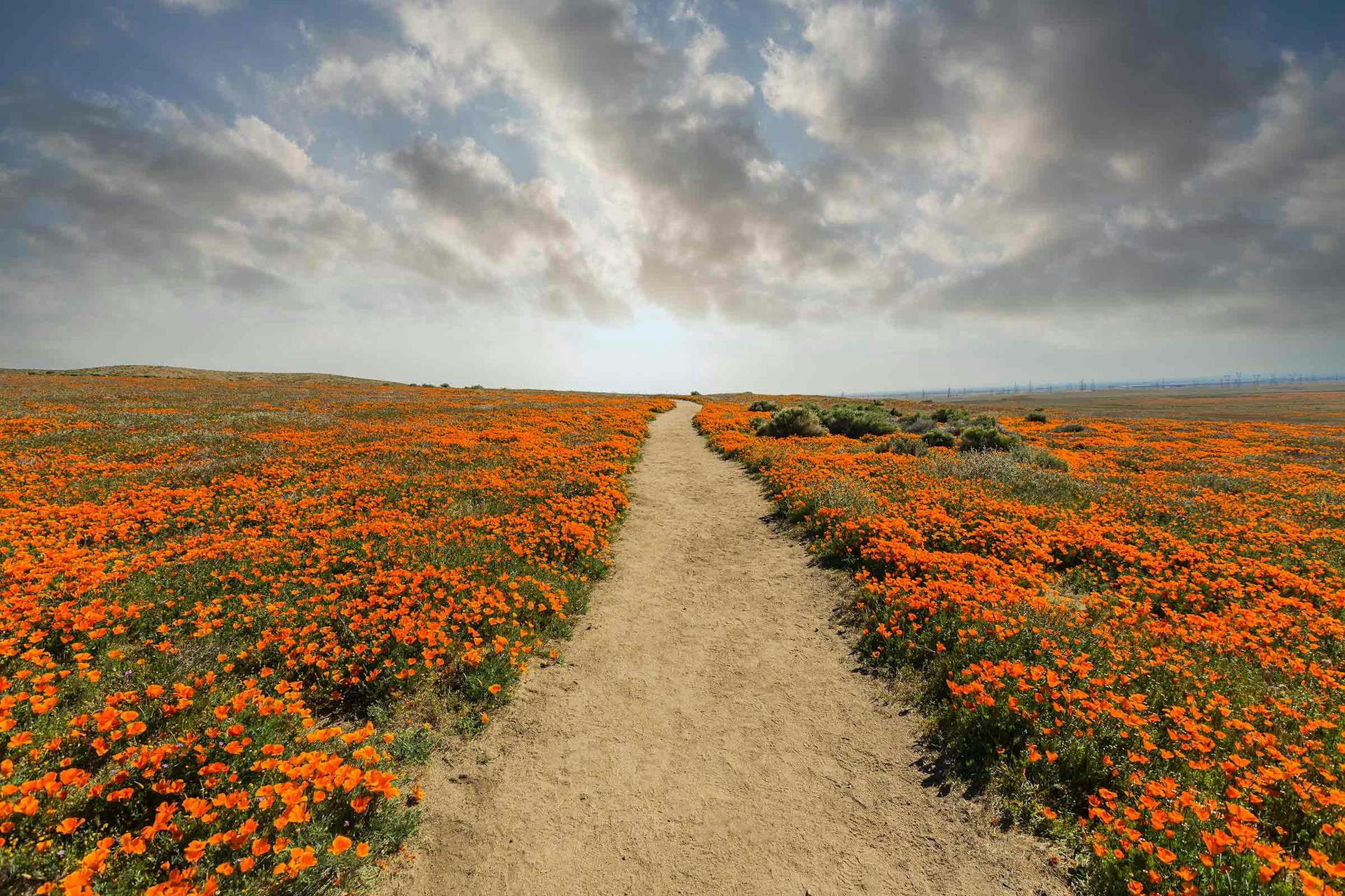 The Best Places to See Wildflowers and Where to Camp