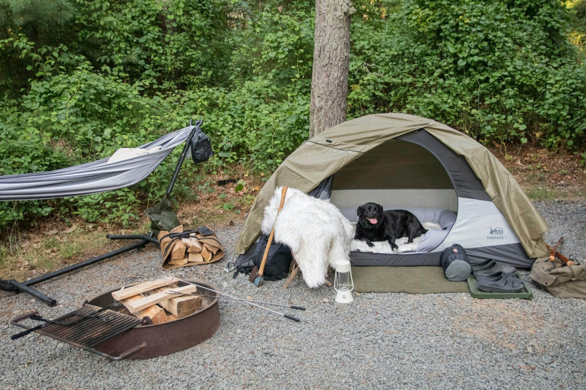 5 Pet-Friendly Campgrounds for Animal Lovers