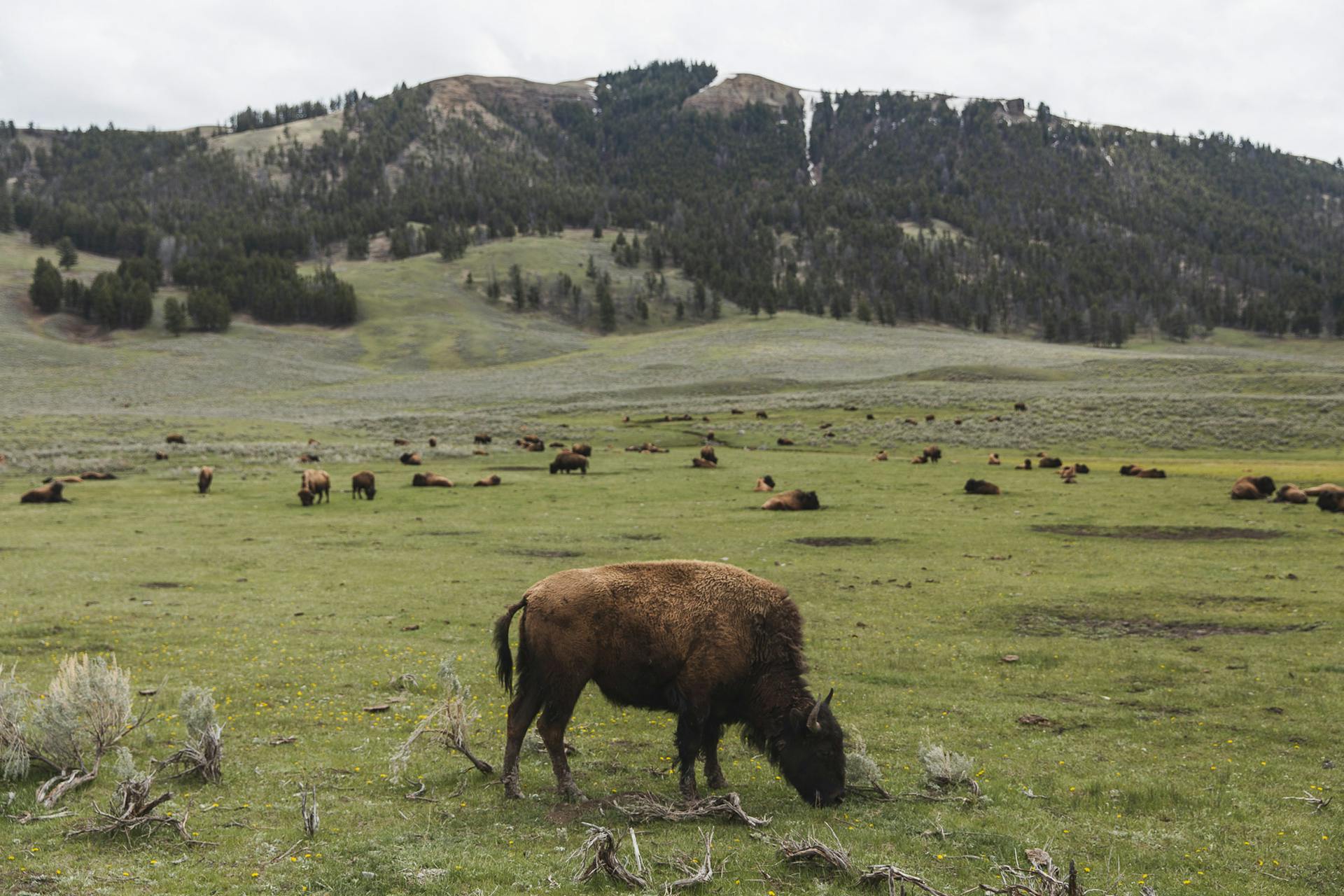 The Best Things to Do in Yellowstone National Park?
