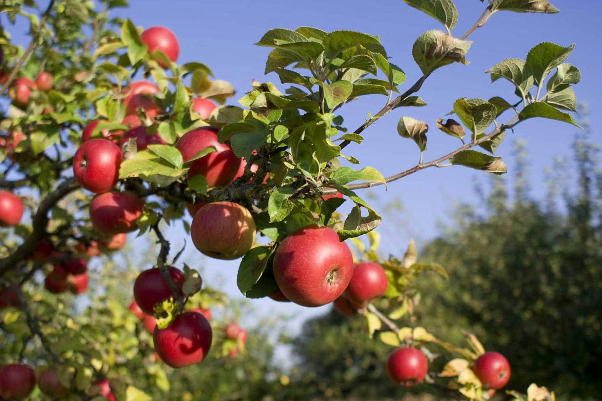 6 Fantastic Campgrounds for This Apple Picking Season