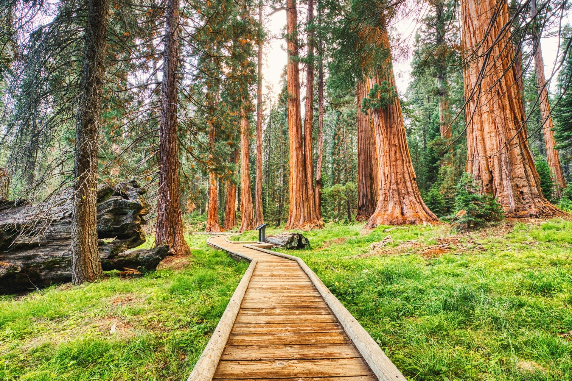 Avenue of Giant Redwoods