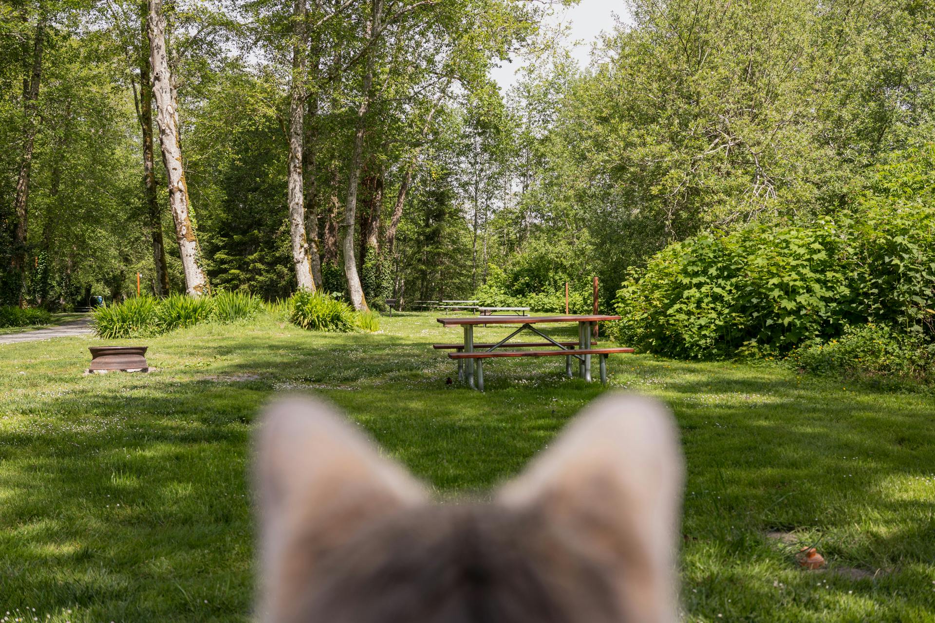 5 Tips for Camping with Cats