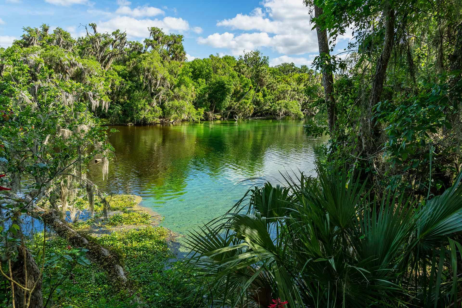 Top Campgrounds in Blue Springs State Park, Florida